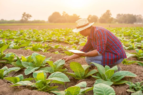 Jovem agricultor asiático ou académico que trabalha no domínio do tabaco — Fotografia de Stock