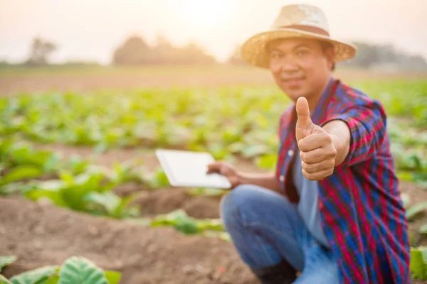 Jovem agricultor asiático ou académico que trabalha no domínio do tabaco — Fotografia de Stock