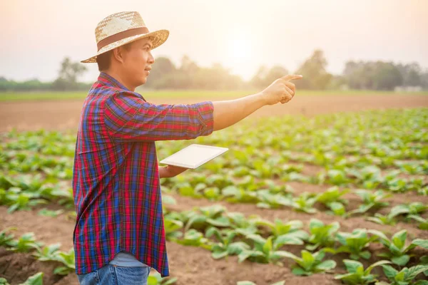 Asiatiska unga jordbrukare eller akademiker som arbetar med tobak t — Stockfoto