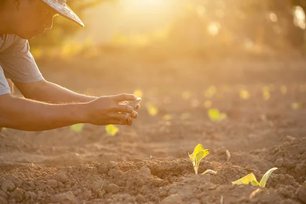 Thai agriculturist fotografering av ung grön tobak i fi — Stockfoto