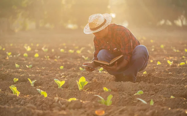 Asiático joven agricultor o académico que trabaja en el campo del tabaco t —  Fotos de Stock