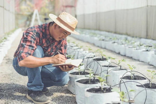 Jovem agricultor asiático ou acadêmico que trabalha na fazenda de gree jovem — Fotografia de Stock