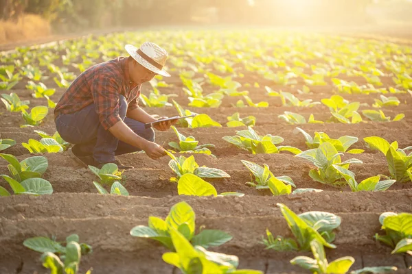 Jovem agricultor asiático ou académico que trabalha no domínio do tabaco — Fotografia de Stock