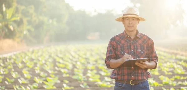 Jovem agricultor asiático ou académico que trabalha no domínio do tabaco — Fotografia de Stock