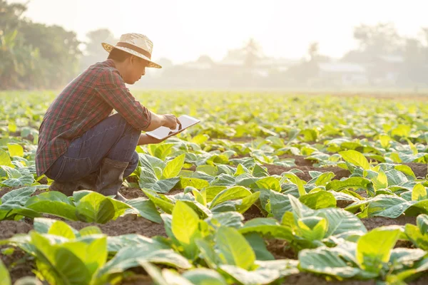 Asiático joven agricultor o académico que trabaja en el campo del tabaco t —  Fotos de Stock