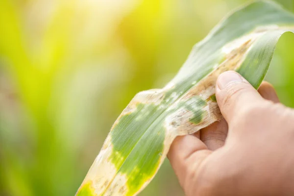 Farmer working in the field of corn tree and research or checkin — Stock Image Farmer working in the field of corn tree and research or checkin Royalty Free Stock Photos
