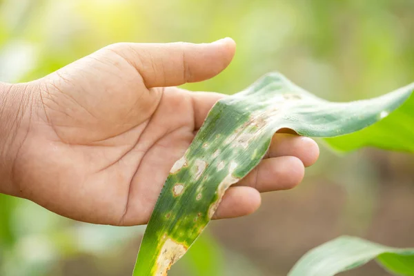 Farmer working in the field of corn tree and research or checkin — Stock Image Farmer working in the field of corn tree and research or checkin Royalty Free Stock Images