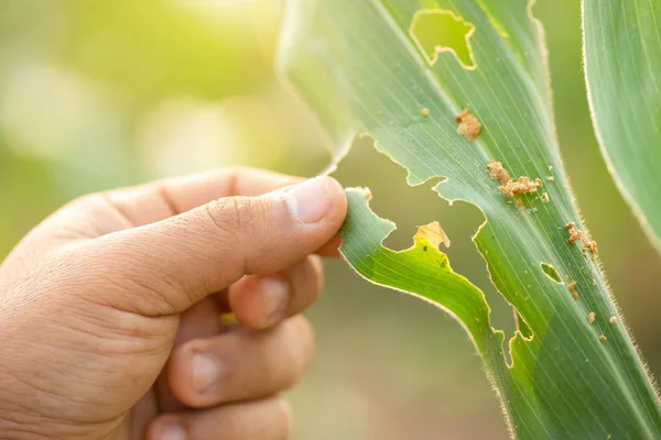 Farmer working in the field of corn tree and research or checkin — Stock Image Farmer working in the field of corn tree and research or checkin Stock Image