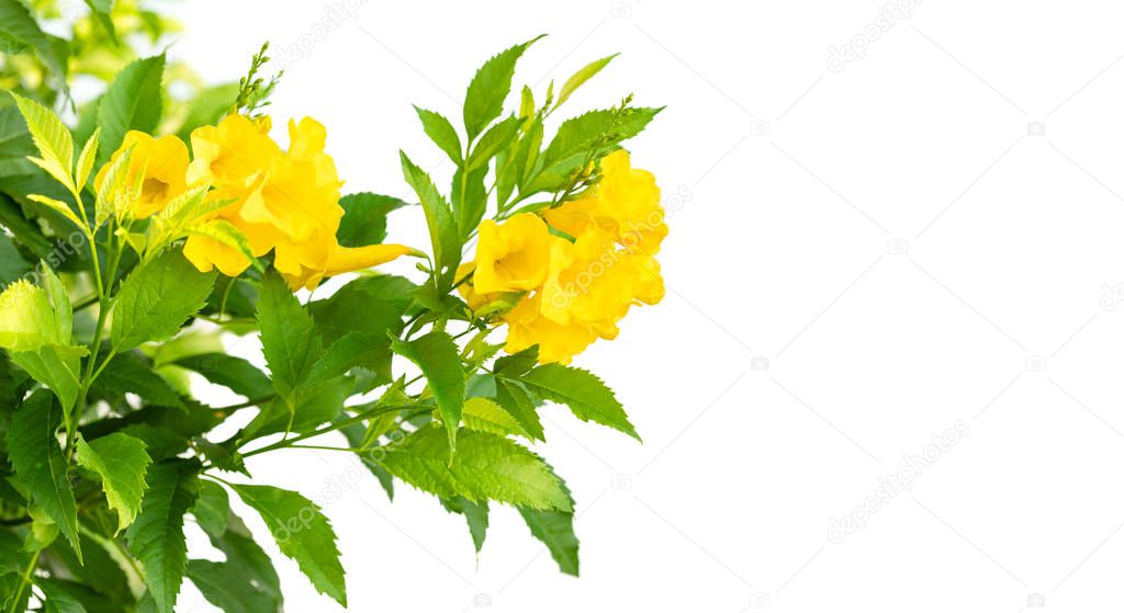 Bush of Yellow elder, Trumpetbush or Trumpet Flower on the branc