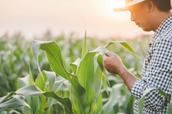 Agricultor que trabaja en el campo del árbol de maíz y la investigación o el control — Foto de Stock