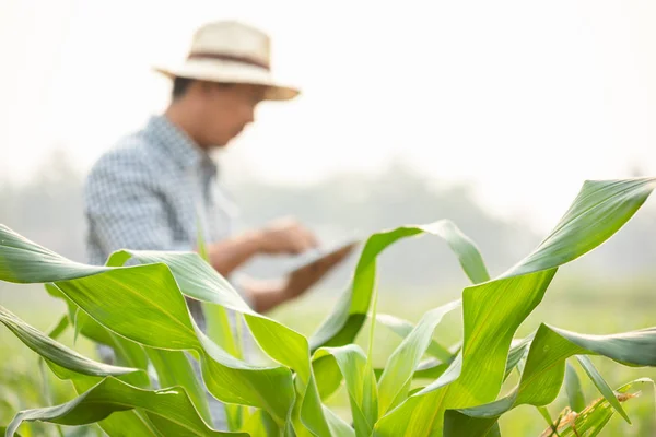 Farmer working in the field of corn tree and research or checkin — 스톡 사진