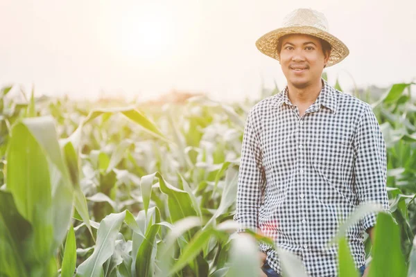 Farmer working in the field of corn tree and research or checkin — Stock Image Farmer working in the field of corn tree and research or checkin Royalty Free Stock Photos
