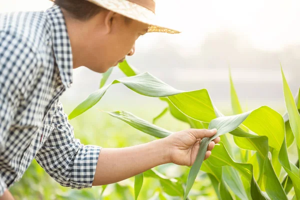 Farmer working in the field of corn tree and research or checkin — Stock Image Farmer working in the field of corn tree and research or checkin Stock Picture