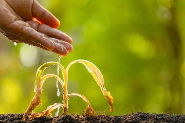 Tahtadaki ölü bitkiye (Tütün Ağacı) el suyunu kapat