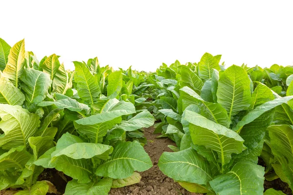 Tobacco plant in the field at Sukhothai province, Northern of Th — Stock Photo, Image