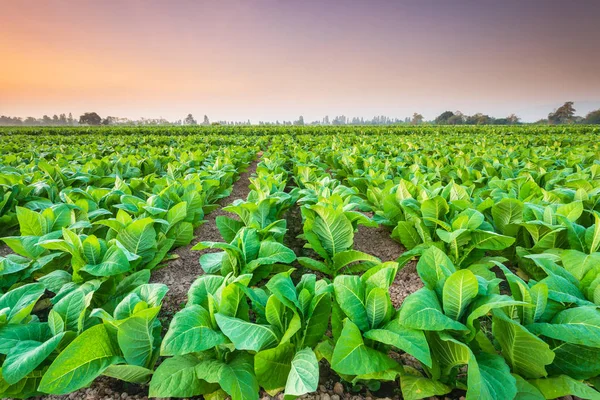 View of tobacco plant in the field at Sukhothai province, Northe — Stock Photo, Image
