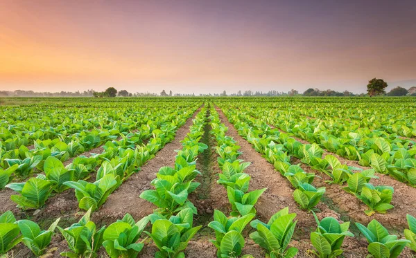 Vista de la planta de tabaco en el campo en la provincia de Sukhothai, Northe — Foto de Stock