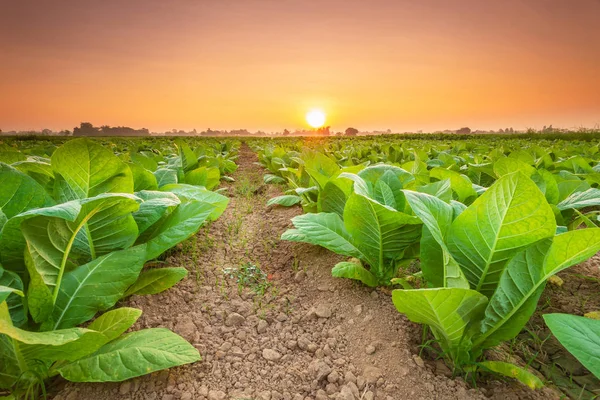 Utsikt över tobaksplantan på fältet i Sukhothai provinsen, Northe — Stockfoto