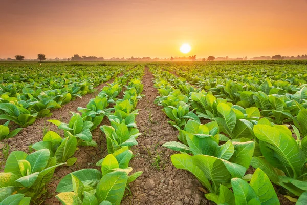 View of tobacco plant in the field at Sukhothai province, Northe