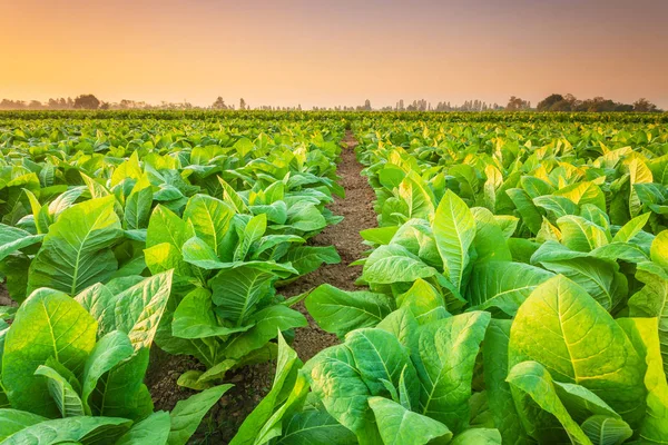 Utsikt över tobaksplantan på fältet i Sukhothai provinsen, Northe — Stockfoto