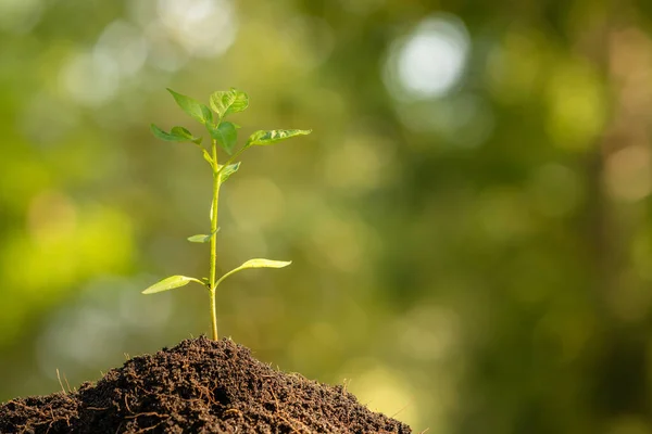 Young vegetable plant growing in soil with outdoor sunlight and — Stock Photo, Image