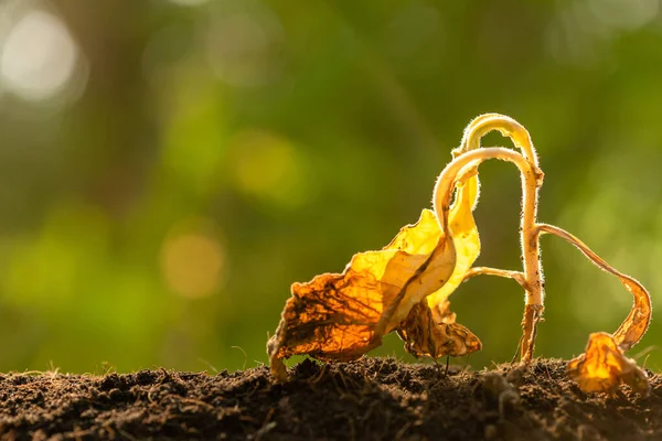 Dead young plant (Tobacco Tree) in dry soil on green blur backgr — Stock Photo, Image