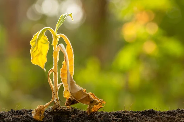 Dode jonge plant (Tabaksboom) in droge grond op groene wazige rug gr. — Stockfoto