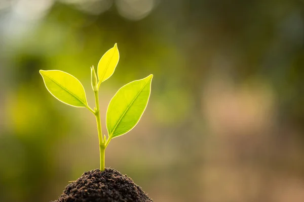 Brote verde que crece en el suelo con luz solar al aire libre y blu verde — Foto de Stock