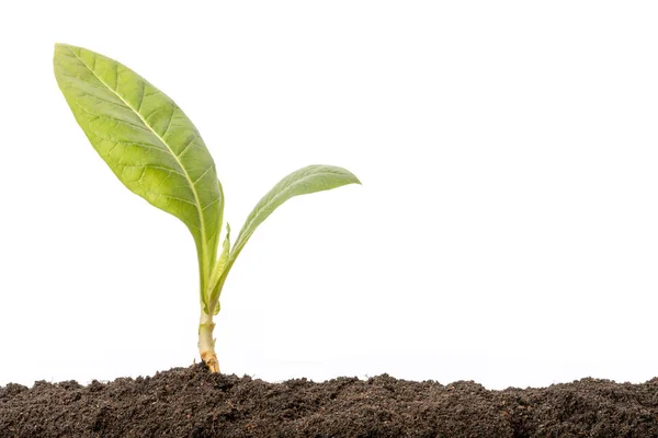 Brote verde que crece en suelo aislado sobre fondo blanco. Crecer — Foto de Stock