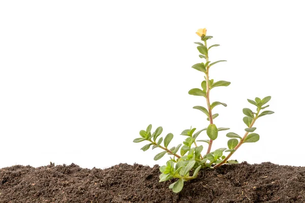 Zielony kiełek rosnący w glebie izolowanej na białym tle. Dorośnij. — Zdjęcie stockowe