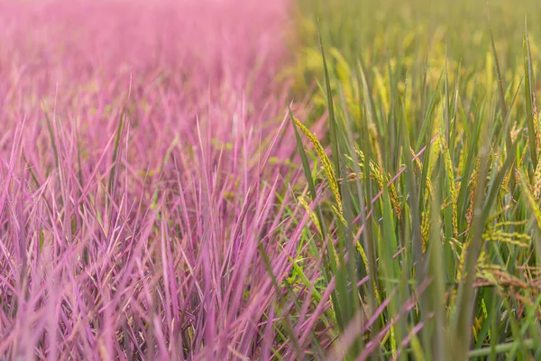 Růžové pole v provincii Phitsanulok. Thajsko. Nová barva — Stock fotografie