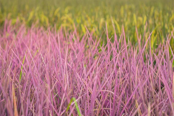 Campo di riso rosa nella provincia di Phitsanulok. Thailandia. Il nuovo colore — Foto Stock