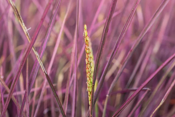 Roze rijstveld in provincie Phitsanulok. Thailand. De nieuwe kleur — Stockfoto