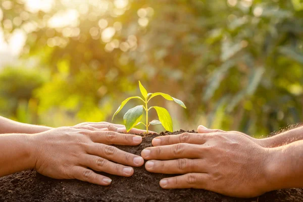Chiudi mano tenendo giovane germoglio albero verde e piantare in modo — Foto Stock