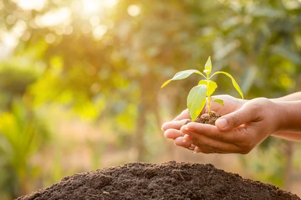 Fermez la main tenant jeune pousse d'arbre vert et plantant ainsi — Photo