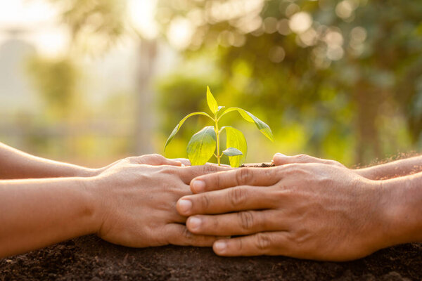 Close up hand holding young green tree sprout and planting in so