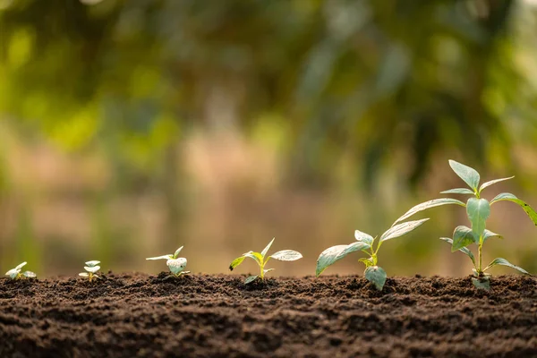 Grünkeime wachsen im Boden mit Sonnenlicht im Freien und grünem Blu — Stockfoto