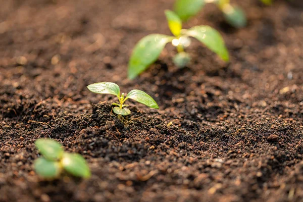 Green sprout growing in soil with outdoor sunlight and green blu — Stock Photo, Image