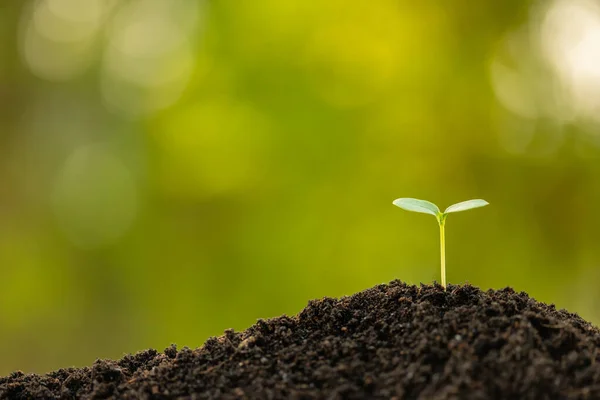 Broto verde crescendo no solo com luz solar ao ar livre e blu verde — Fotografia de Stock
