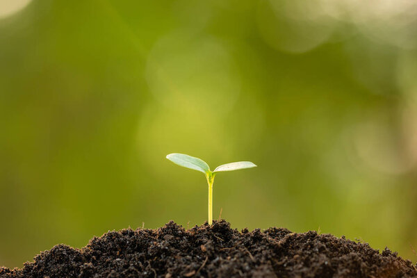 Green sprout growing in soil with outdoor sunlight and green blu