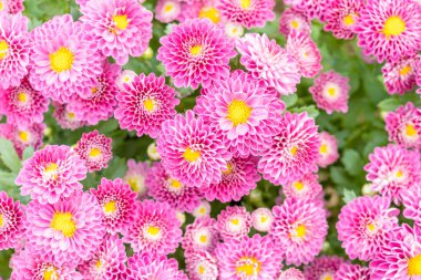 Arka plan kullanımı için bahçede güzel kasımpatı çiçeği