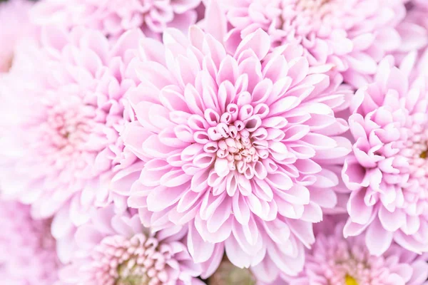 Linda flor crisântemo no jardim para uso em pano de fundo — Fotografia de Stock