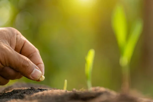 Mão de fazendeiro plantando sementes de milho no solo. Agricultura , — Fotografia de Stock