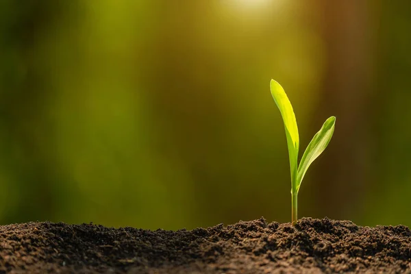 Brote verde de árbol de maíz creciendo en el suelo con luz solar al aire libre —  Fotos de Stock