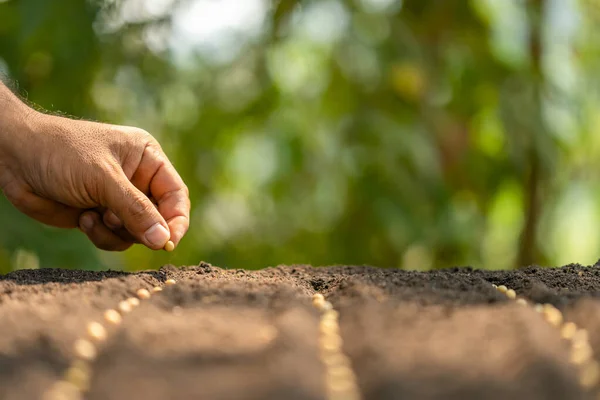 Mão do fazendeiro plantando uma semente marrom no solo. Crescimento e ambiente — Fotografia de Stock
