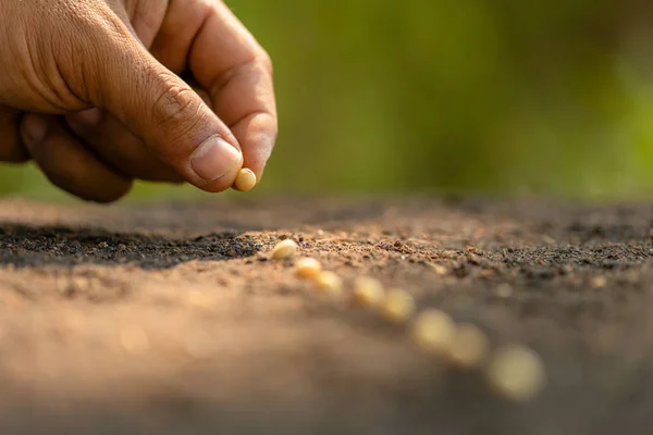 Mão do fazendeiro plantando uma semente marrom no solo. Crescimento e ambiente — Fotografia de Stock