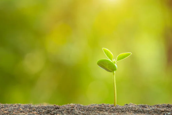 Brote verde que crece en el suelo con luz solar al aire libre y blu verde —  Fotos de Stock