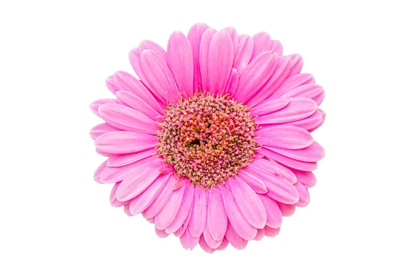 Fresh pink Gerbera flowers isolated on white background. Save wi — Stock Photo, Image