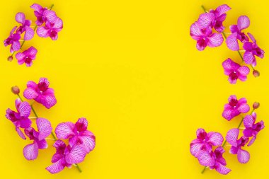 Sarı arka planda taze mor orkide. Ev dekorasyonu.