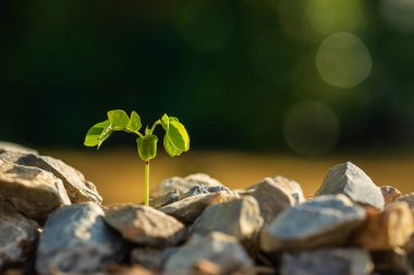 Yeşil tomurcuk yeşil bulanık arka bahçedeki toprak kaya yığınında büyüyor.